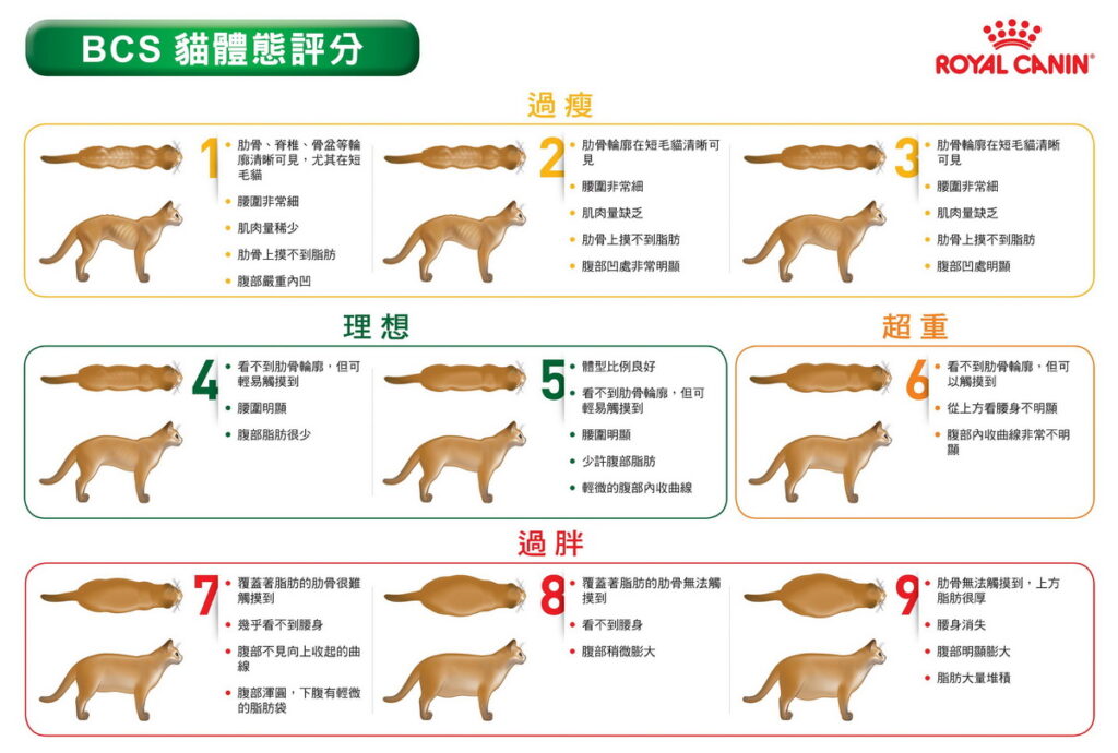 法國皇家 BCS (Body Condition Score) 貓體態評分表 (圖片來源:法國皇家)