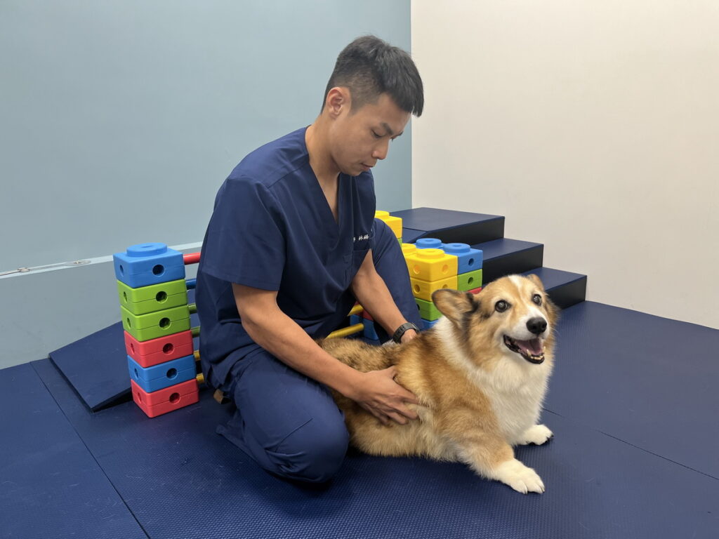 品種貓犬因基因變異導致體內賀爾蒙分泌失調或新陳代謝較慢,脂肪囤積容易,天生就有較高的肥胖風險 (圖片來源:小王子動物醫院)