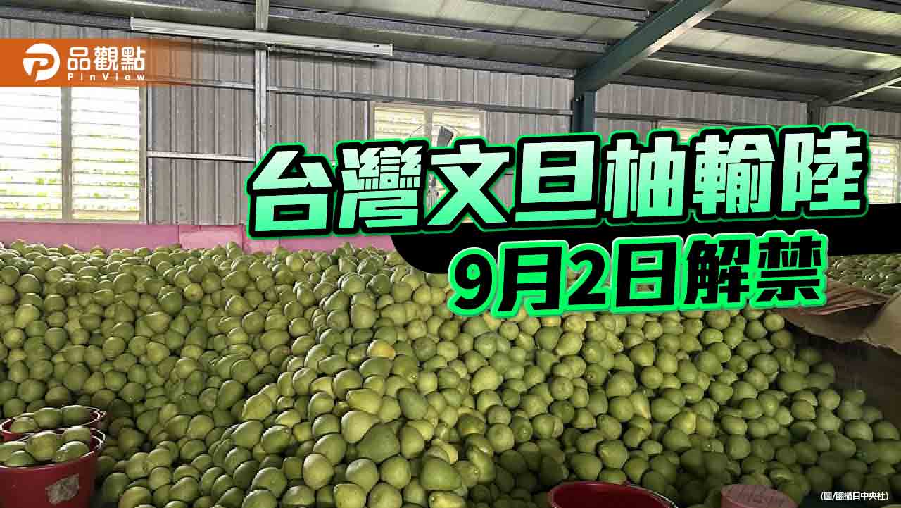 陸恢復進口台灣文旦柚 農民盼維持政策穩定!陸委會:別把經貿當統戰工具