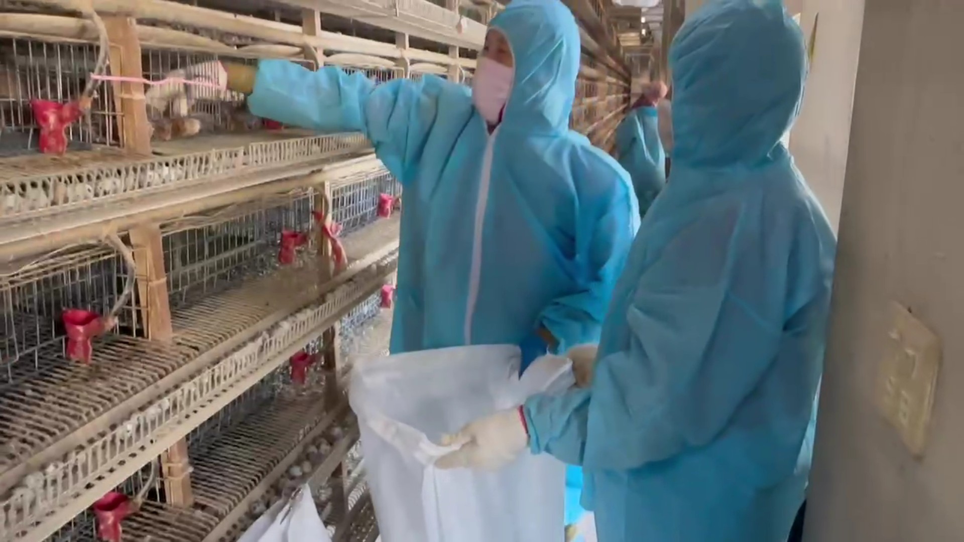 ▲鹿港鎮1場鵪鶉場傳出禽流感疫情，彰化縣動物防疫所已派員完成撲殺及清場消毒工作。（記者張溎壕攝）