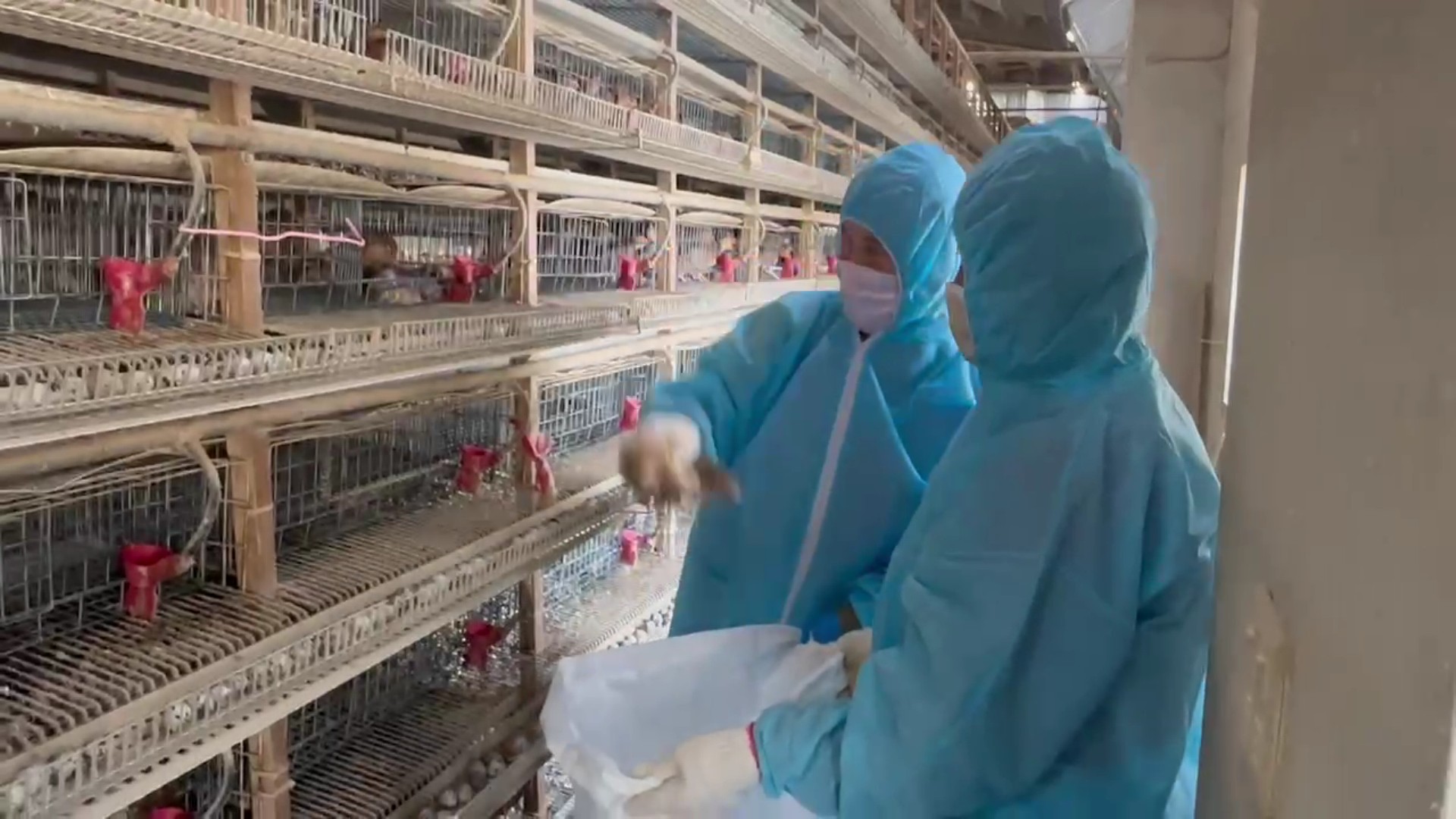 ▲鹿港鎮1場鵪鶉場傳出禽流感疫情，彰化縣動物防疫所已派員完成撲殺及清場消毒工作。（記者張溎壕攝）