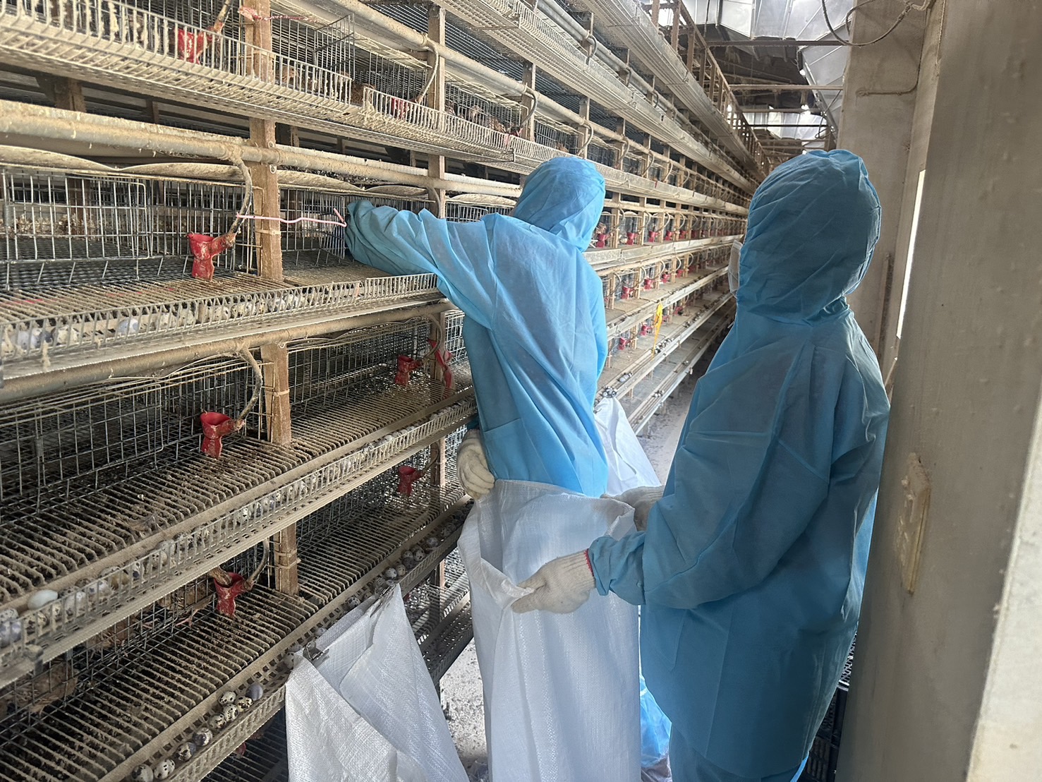 ▲鹿港鎮1場鵪鶉場傳出禽流感疫情，彰化縣動物防疫所已派員完成撲殺及清場消毒工作。（記者張溎壕攝）