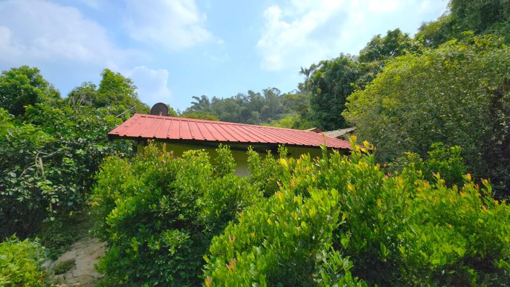 陳水河的後院種滿了神秘果樹，凱米颱風後屋舍左方地面有下陷跡象。（陳惠玲攝影）