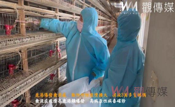 (有影片)/鹿港爆發禽流感 動防所防疫情擴大 撲殺3萬多隻鵪鶉