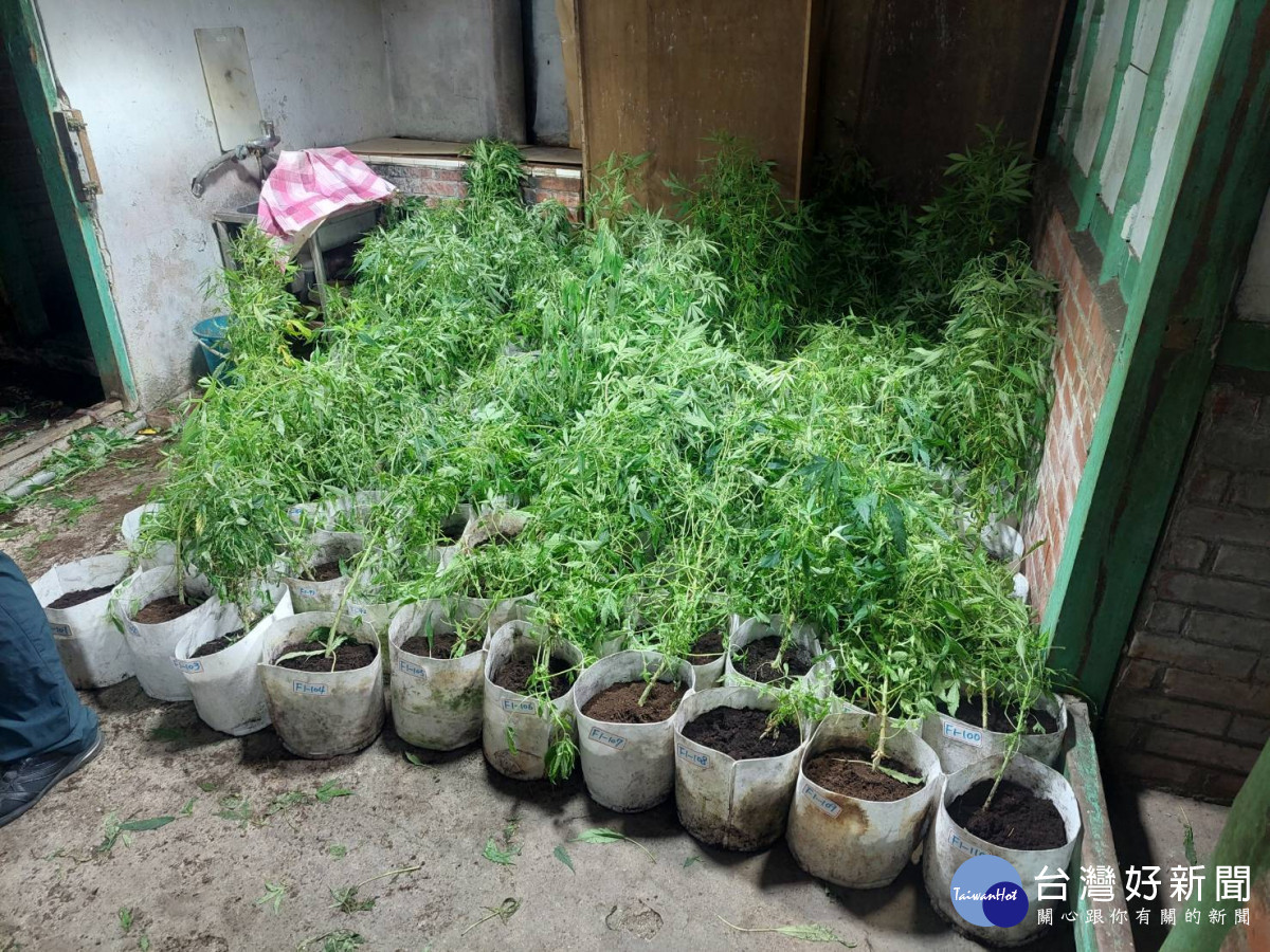 嘉義檢警在竹崎鄉某老舊平屋查獲307株大麻／嘉義地檢署提供