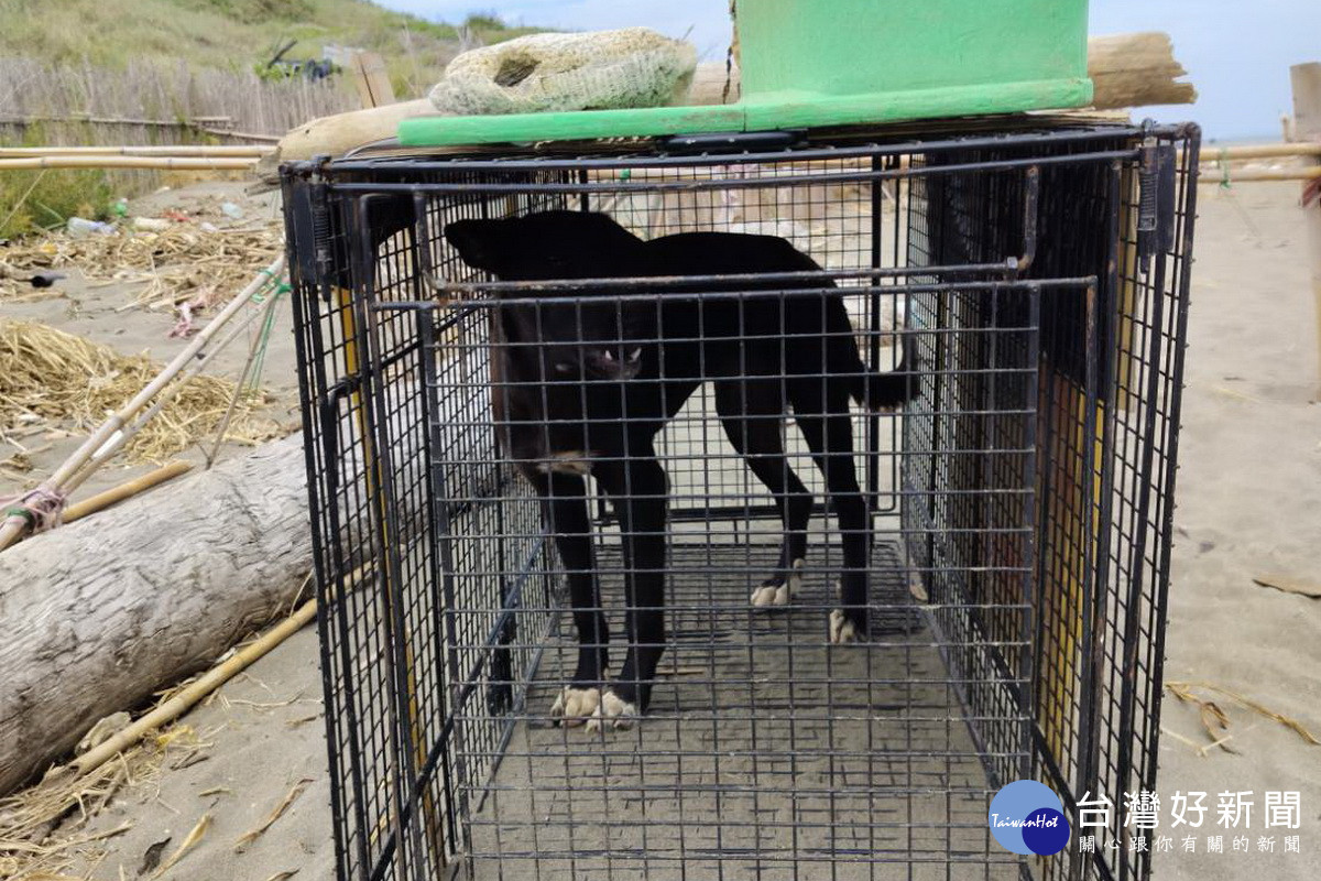 犬誘捕籠捕獲遊蕩犬隻。<br /><br />