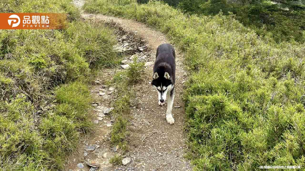 南湖大山哈士奇獵捕小山豬!太管處擬開罰飼主