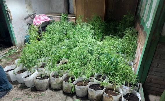 嘉義男子種大麻 嘉檢依法提公訴斷源抑毒