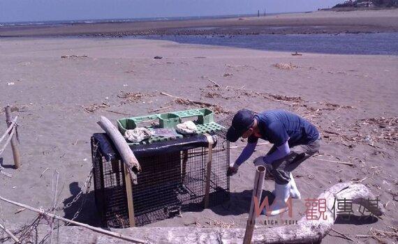 許厝港濕地流浪野犬「横行霸道」影響水鳥生態 桃園動保處派員搜捕