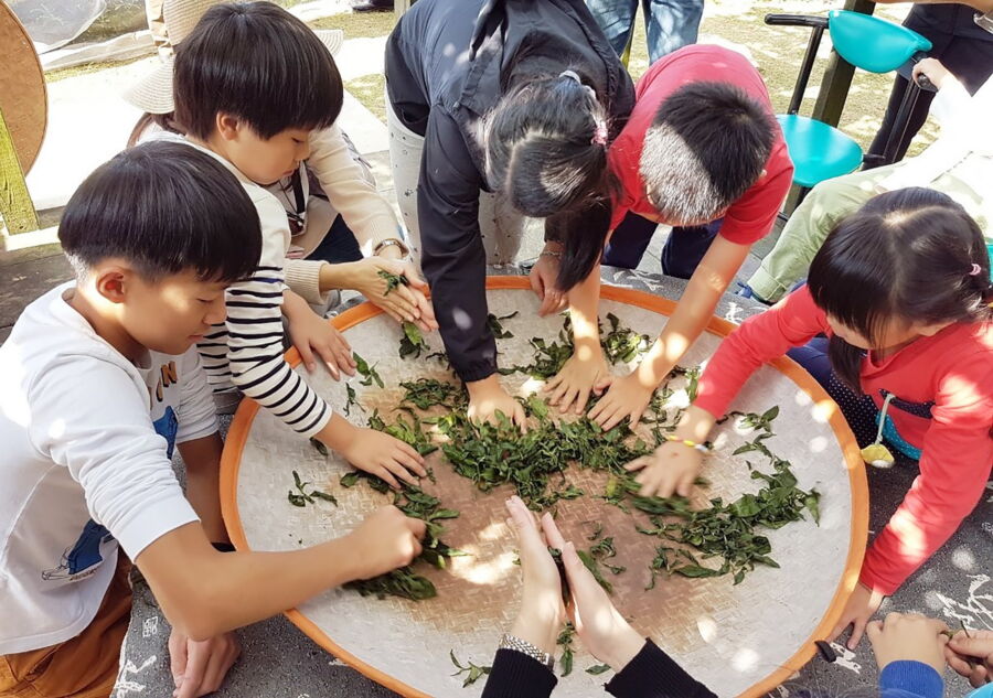 圖/「茶鄉走讀小旅行」由在地達人帶大家走訪老街、茶園,體驗當製茶師。(新北市立圖書館提供)