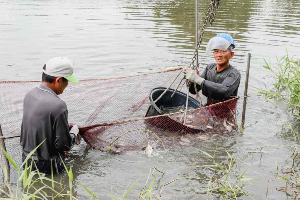 涸魚文化季，重現傳統魅力，鹿草鄉民自備容器帶走現撈漁獲。