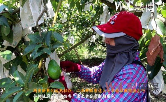 (有影片)/揭密酪梨的成熟秘訣 二水鄉酪梨達人分享選擇與種植技巧