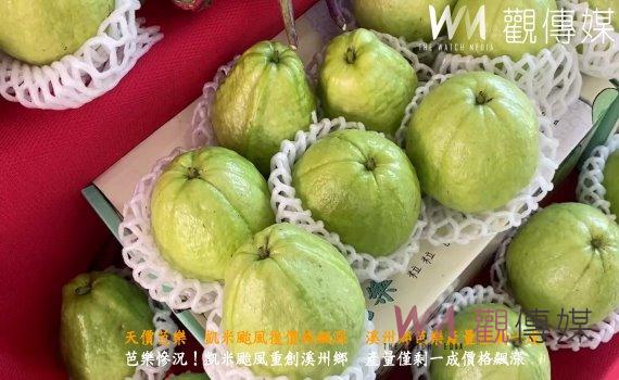 (有影片)/天價芭樂 凱米颱風後價格飆漲 溪州鄉芭樂產量僅剩一成