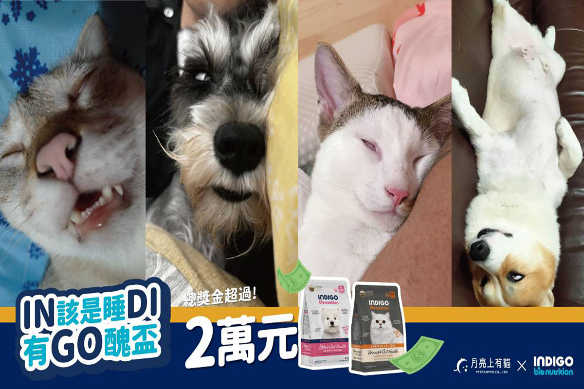 ▲毛孩醜睡姿大賽總獎金超過2萬。（圖/創新聞記者朱星明翻攝）
