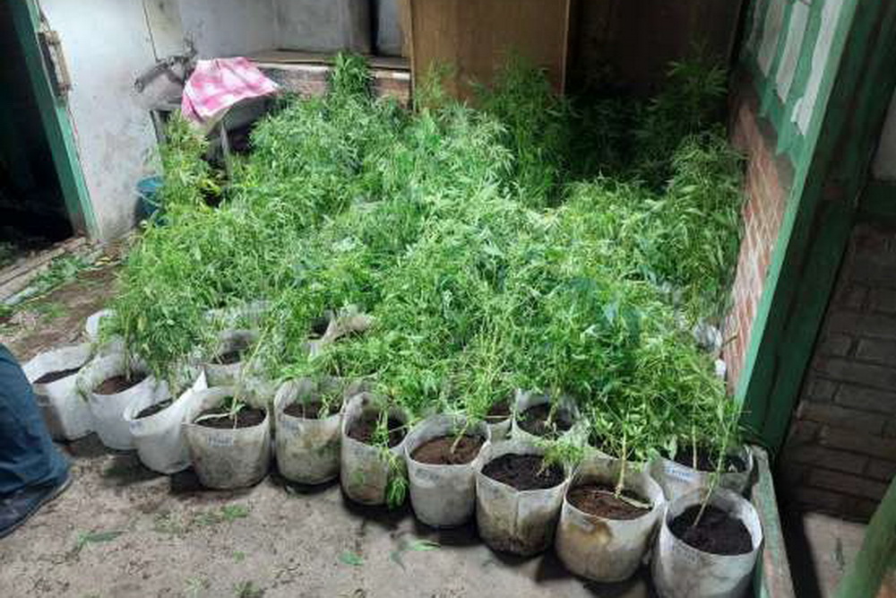 壓制大麻犯罪　六大緝毒系統搜484處、逮313人 229