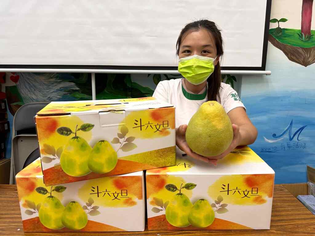 ▲斗六朱丹灣文旦,果實汁多味美,經農會輔導栽培技術後,品質特優冠於全國,創世彰化長期以來與斗六朱丹灣農家配合公益禮盒。(創世基金會提供)