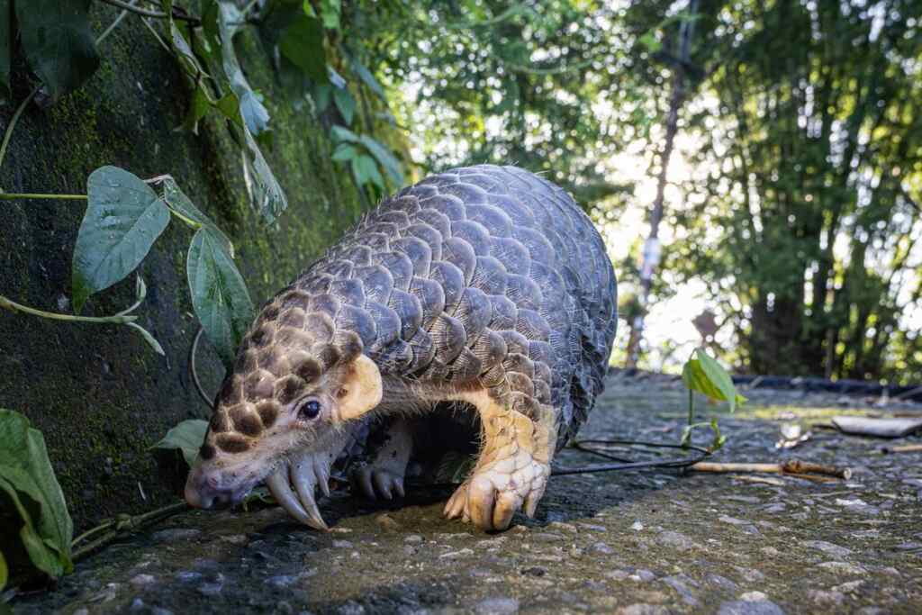 ▲林業保育署與臺中市野生動物保育學會合作，進行了一系列生態監測與保育行動，監測行動中發現了穿山甲。（臺中市野生動物保育學會提供）