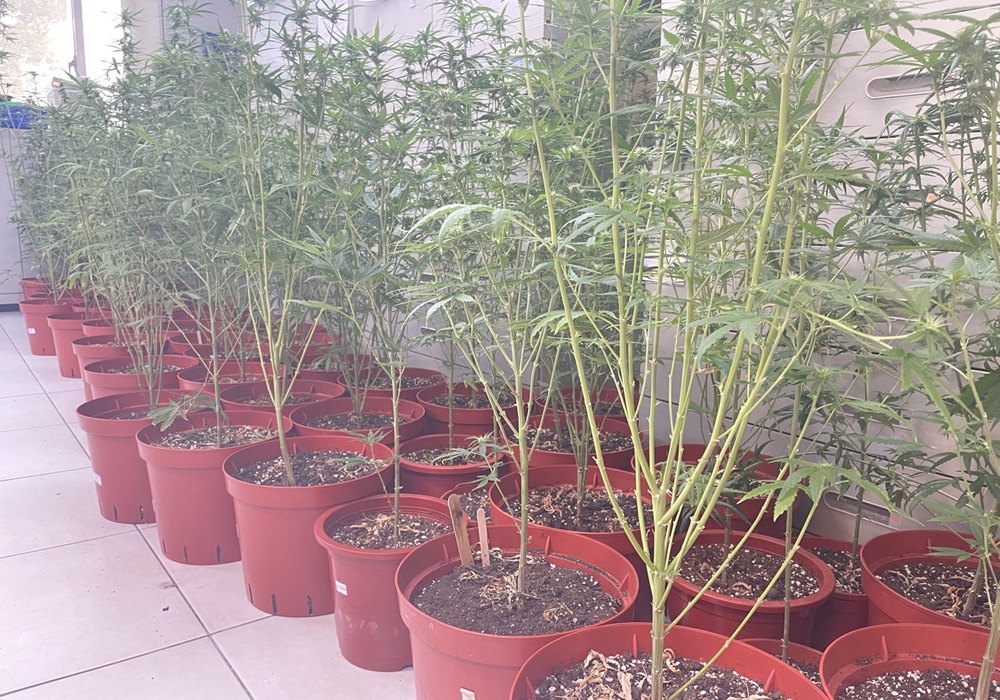 異想天開躲公墓種大麻 新北警搗破千萬植栽場 208 248240913a11