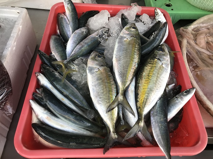 ▲鯖魚富含DHA,資源恢復快,是烤肉的首選魚之一。
