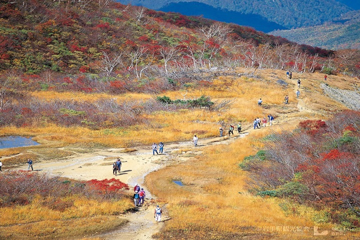 10/05限定的「須川岳秋日登山一日團」才3900日圓超便宜,現在開放報名中。 圖:一關市觀光協會/提供