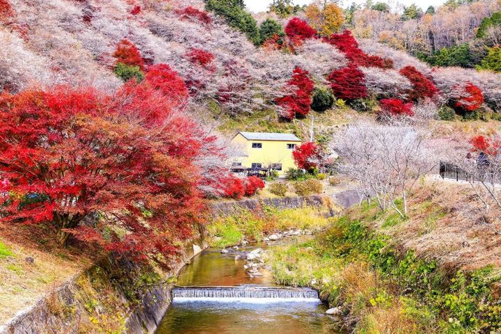 中部名古屋可同時賞楓及賞櫻的香蘭溪、小原行程,還能體驗採摘橘子。 圖:KKday/提供