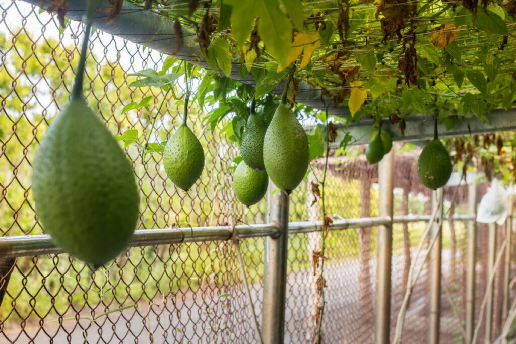 木虌果的營養豐富,被譽為「天堂果實」