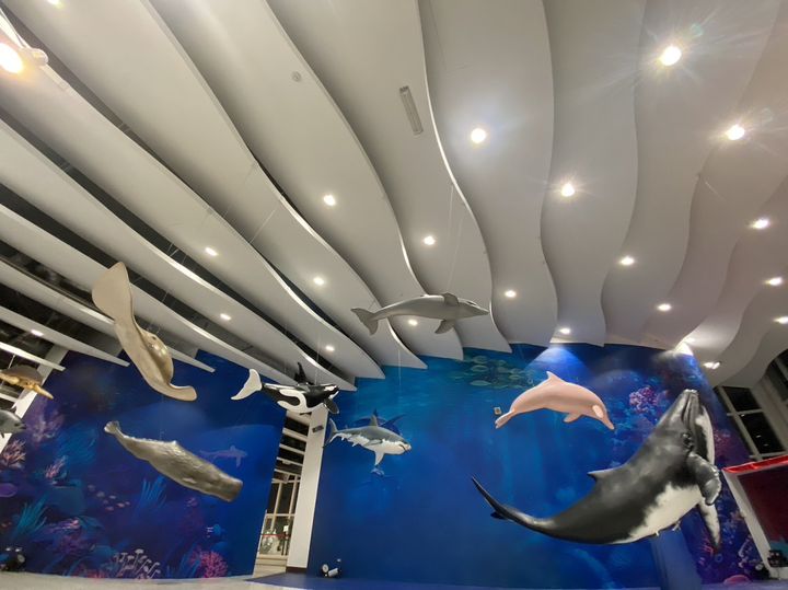 彰化「白色海豚屋」探索海洋奇境 「與海對話・鯨豚共舞」體驗大海魅力