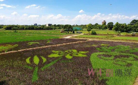 桃園彩繪稻田10/5登場 歡迎民眾來體驗彩繪田園美景