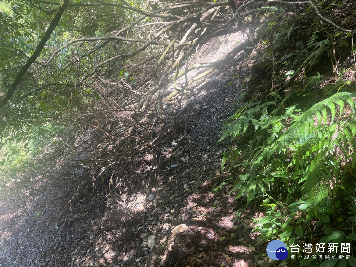 八通關越嶺線西段(東埔至觀高)步道8k倒木及路基下陷。(圖/玉管處提供)