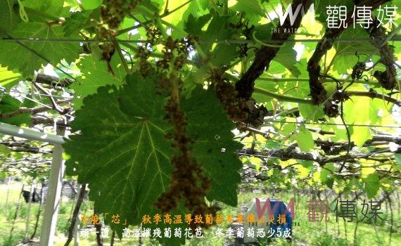 (有影片)/火燒「芯」 秋季高溫導致葡萄冬果傳出災損 葡萄穗紛紛枯萎凋零