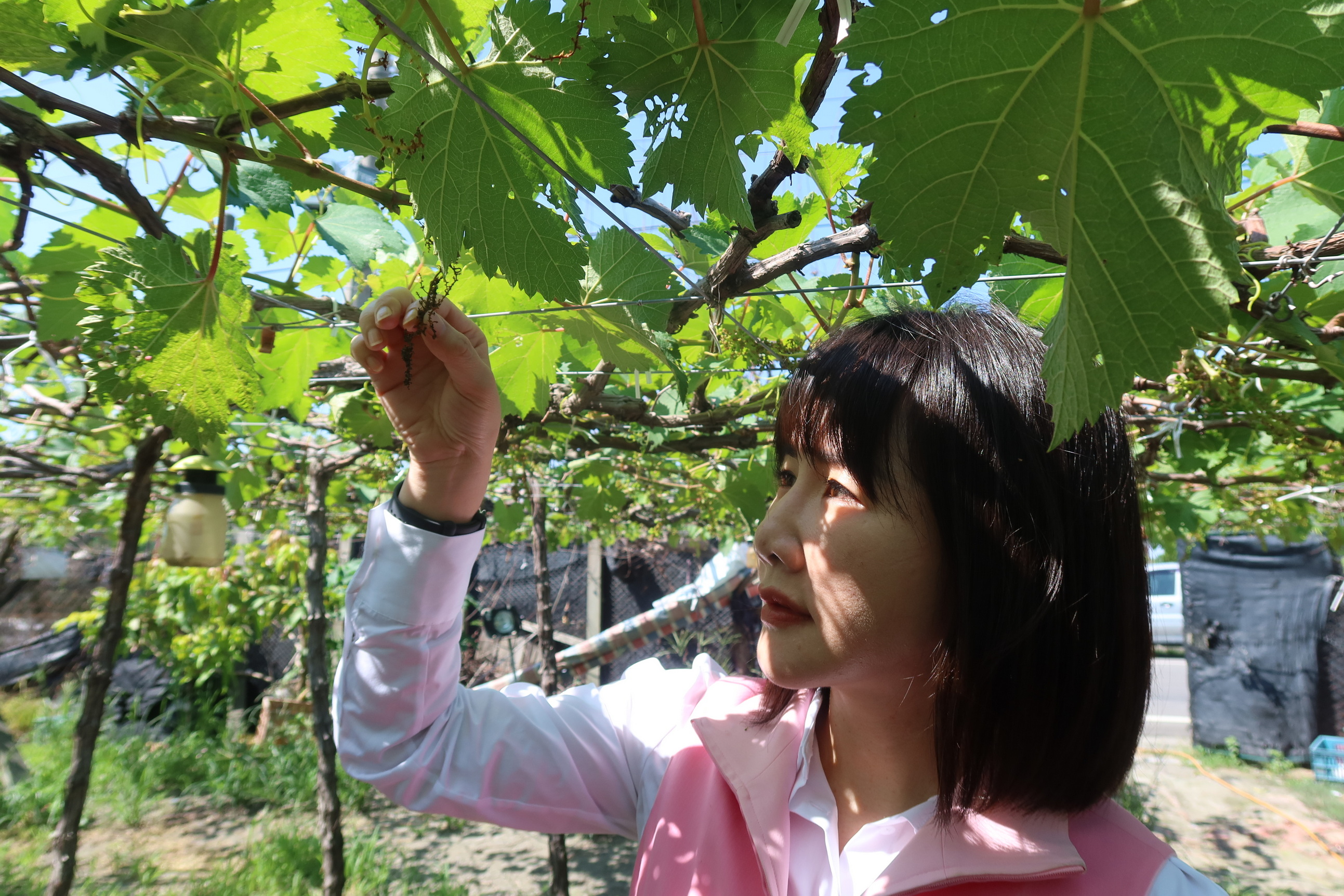 ▲埔心鄉葡萄冬果開花期慘遭天氣炎熱高溫影響，許多花苞才一出就被曬焦，無法結果，預估今年葡萄冬果會減產至少5成。（記者張溎壕攝）