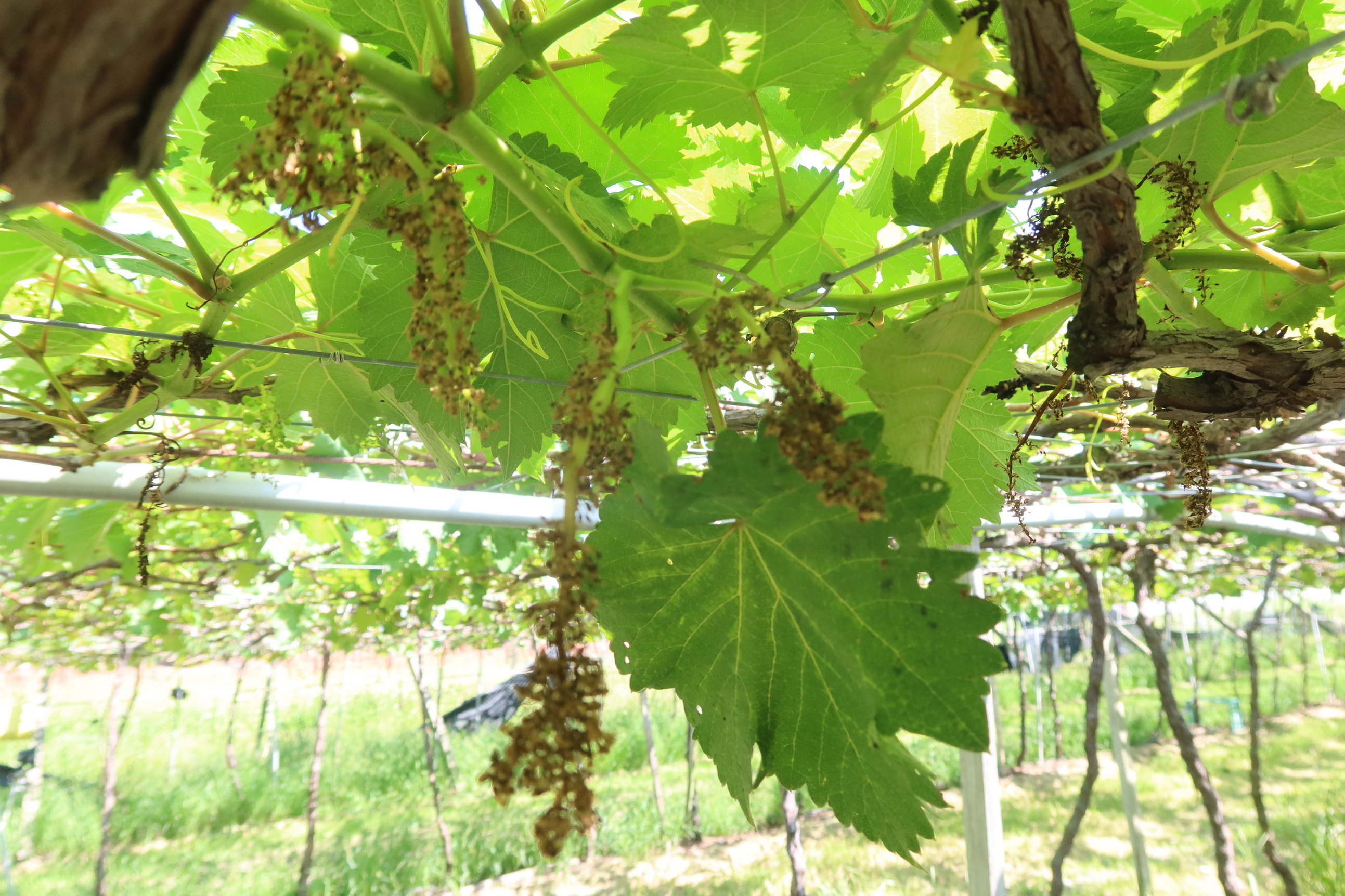 ▲埔心鄉葡萄冬果開花期慘遭天氣炎熱高溫影響，許多花苞才一出就被曬焦，無法結果，預估今年葡萄冬果會減產至少5成。（記者張溎壕攝）