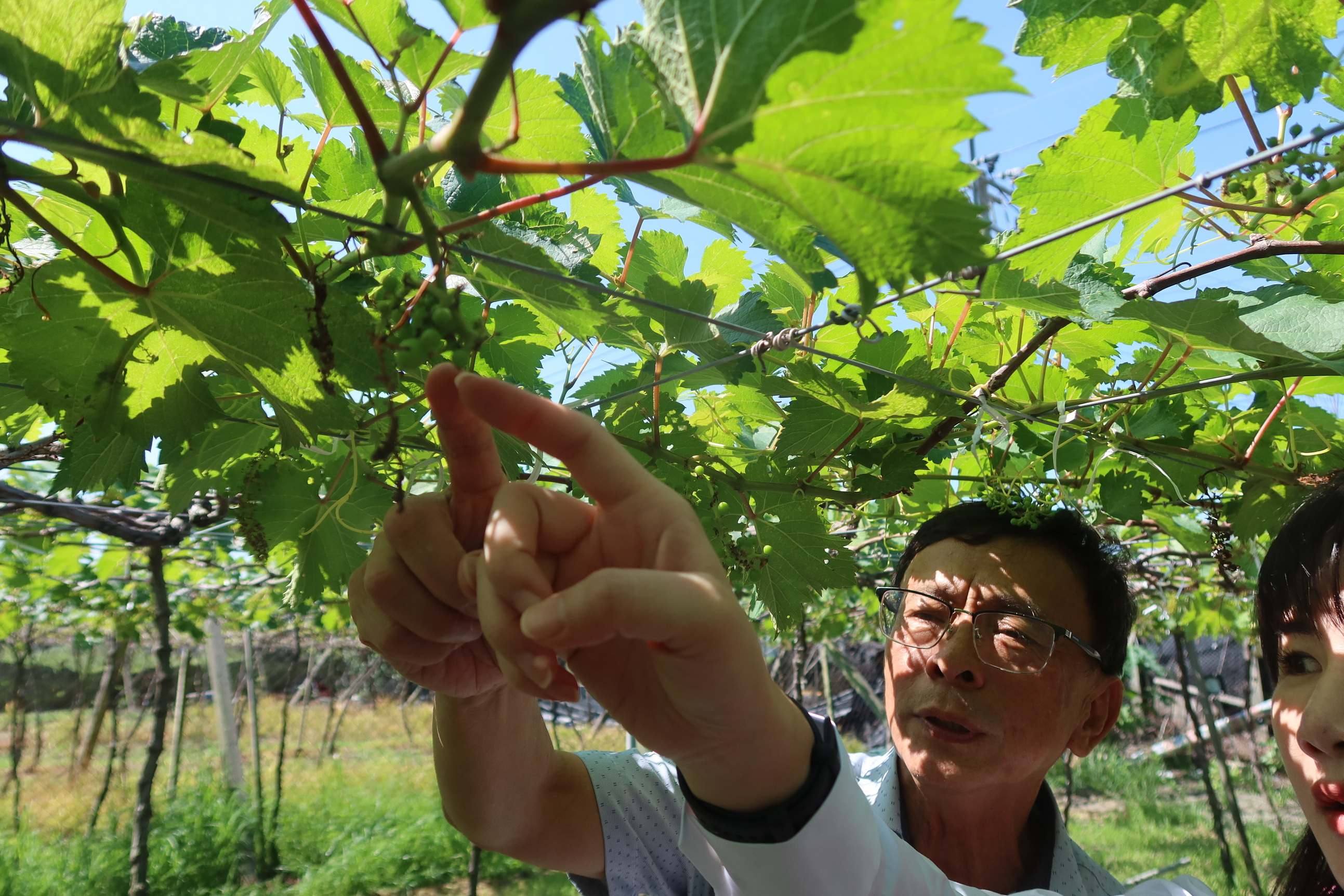 ▲埔心鄉葡萄冬果開花期慘遭天氣炎熱高溫影響，許多花苞才一出就被曬焦，無法結果，預估今年葡萄冬果會減產至少5成。（記者張溎壕攝）