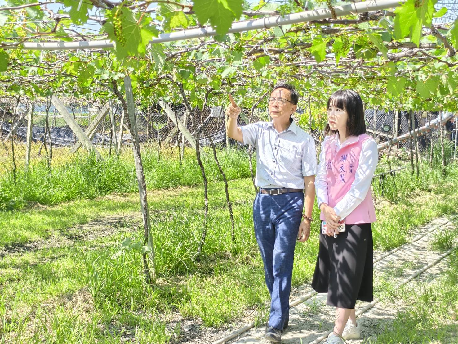 ▲埔心鄉葡萄冬果開花期慘遭天氣炎熱高溫影響，許多花苞才一出就被曬焦，無法結果，預估今年葡萄冬果會減產至少5成。（記者張溎壕攝）