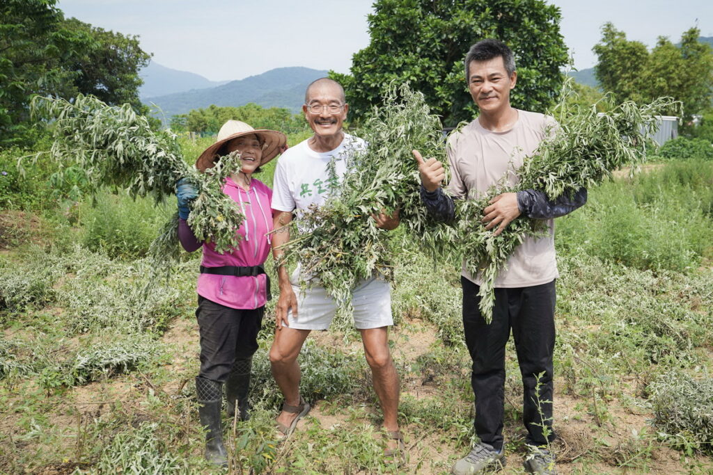 有機艾草收成_農友林紅甘(左)、創辦人江榮原(中)、地方創生總監蔡漢昌(右)