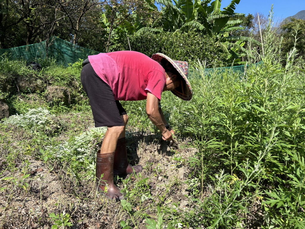 有機農友張認路_艾草收成畫面