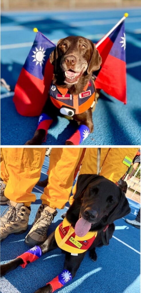 今年參與WCH搜救犬世界盃錦標賽的搜救犬Amei（圖上）與Clay（圖下），所屬領犬員分別為新北消防局領犬員羅浩芳及新竹消防局領犬員溫智欽。