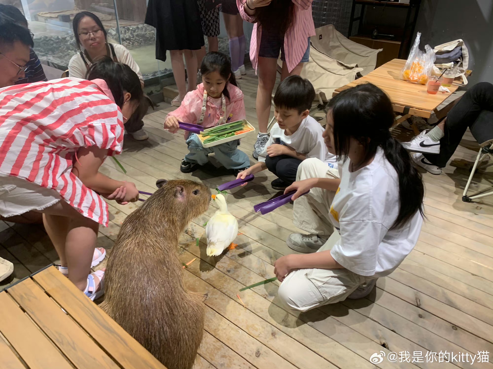 寵物咖啡館 水豚君配搭科爾鴨 萌得不得了