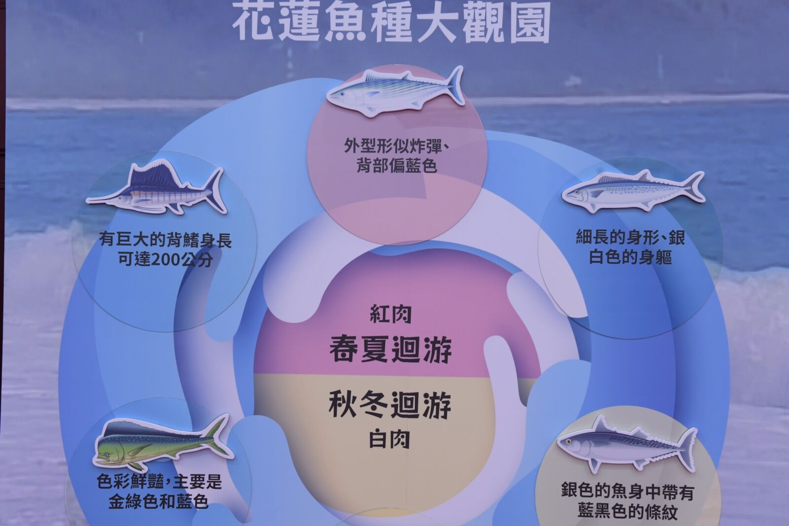 2024花蓮食農博覽會將登場 徐榛蔚:引領食魚教育新趨勢 250 2024花蓮食農博覽會將登場 徐榛蔚:引領食魚教育新趨勢 249