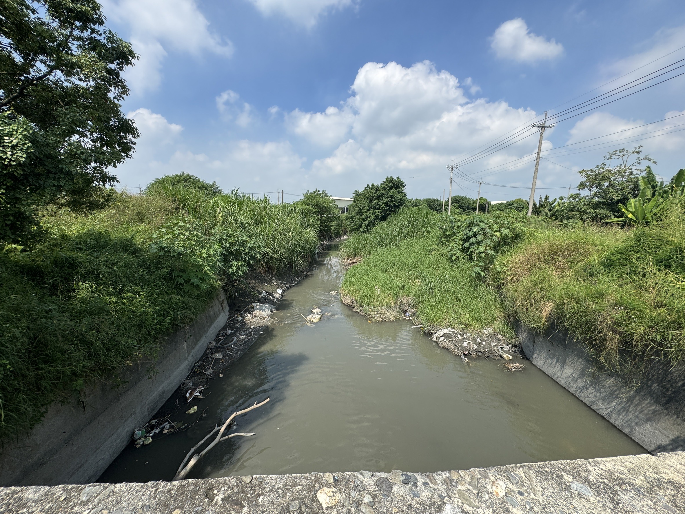 ▲溪州鄉的舊濁水溪堤岸兩旁的雜草生長茂盛，險些將兩旁道路遮蔽，已影響到居民的視線。（記者張溎壕攝）