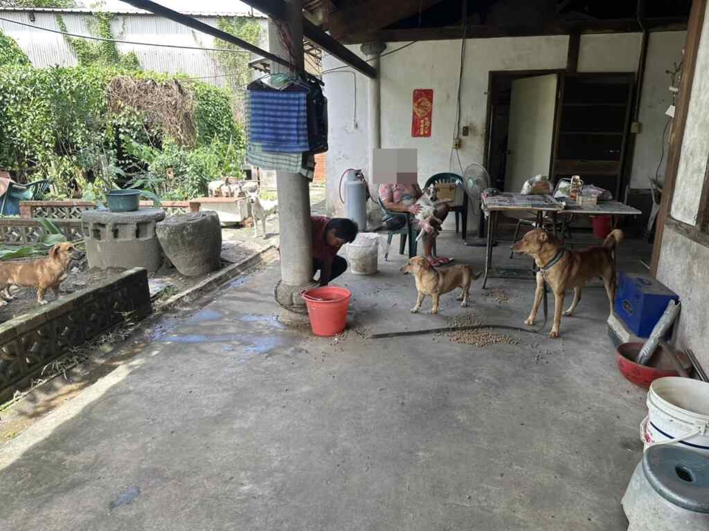 報案人周姓女子共飼養7犬隻,未盡寵物晶片、絕育與狂犬病注射等飼主責任,並長期放任犬隻在外遊蕩追咬路人,屢勸不聽。