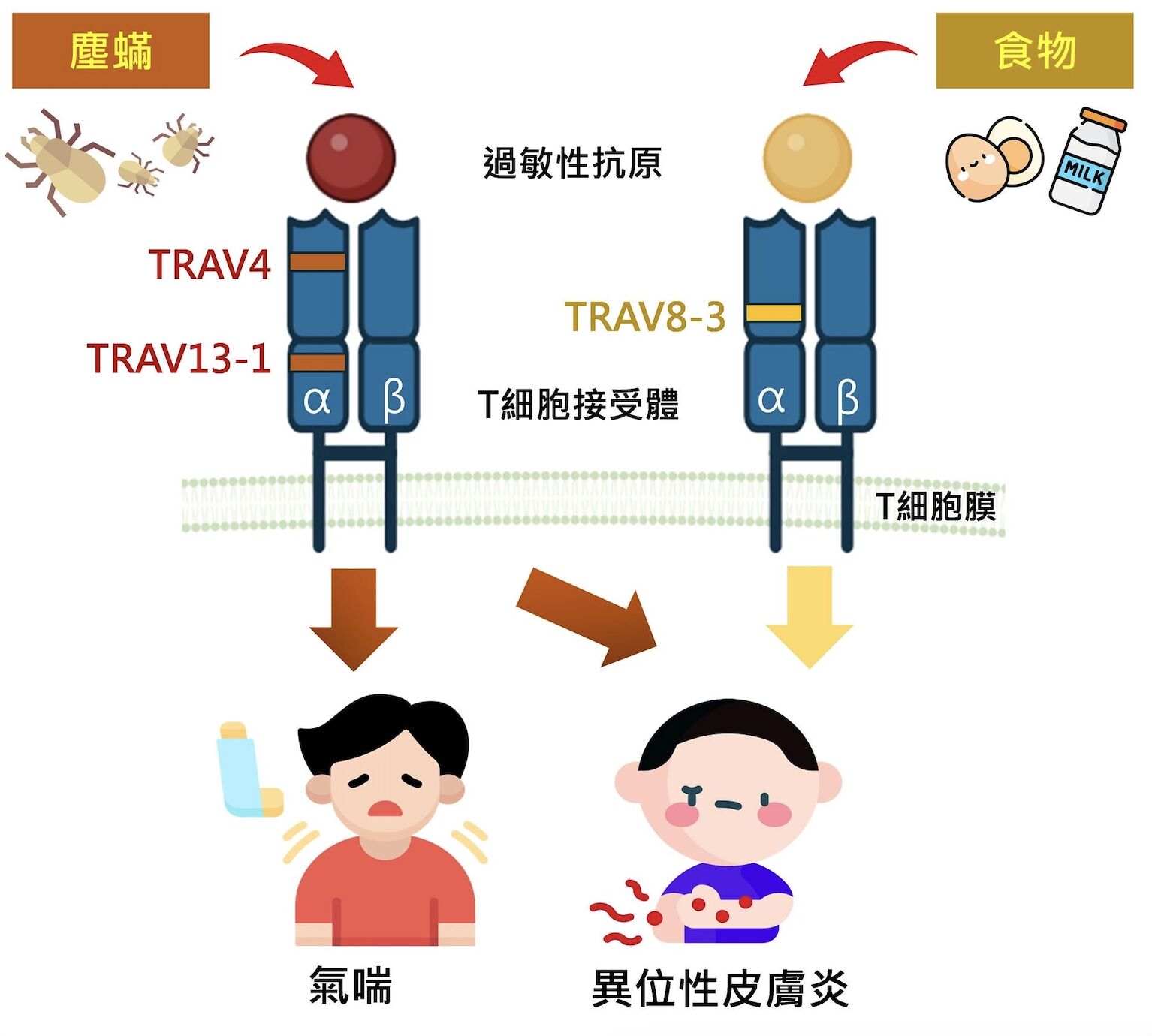 一碰塵蟎就氣喘、異位性皮膚炎？ 林口長庚研究破解「兒童過敏」基因密碼 225