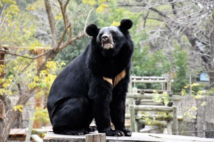 國旅小資省錢術!高鐵國旅聯票晚鳥優惠6折起 再抽國慶晚會門票聽江蕙演唱