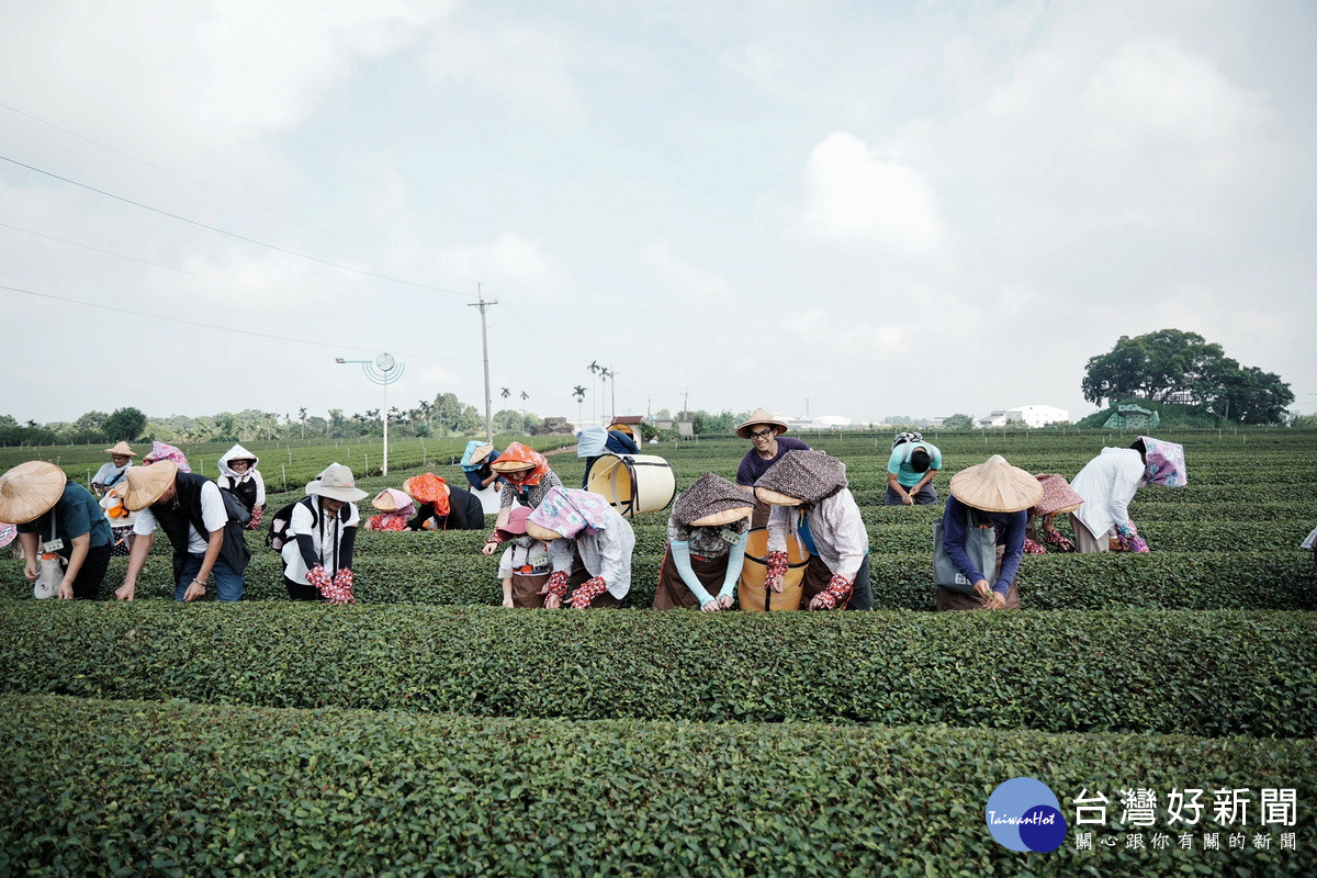 活動舉辦食農教育茶旅赴茶園體驗採茶。(名間鄉公所提供)