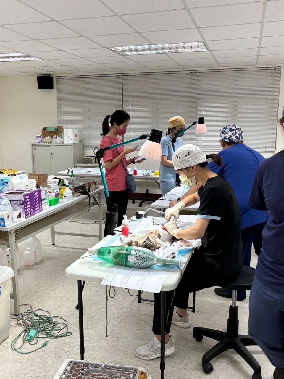 多管齊下防治！　中市「梨山專案犬貓4合1活動」守護偏遠山區毛孩