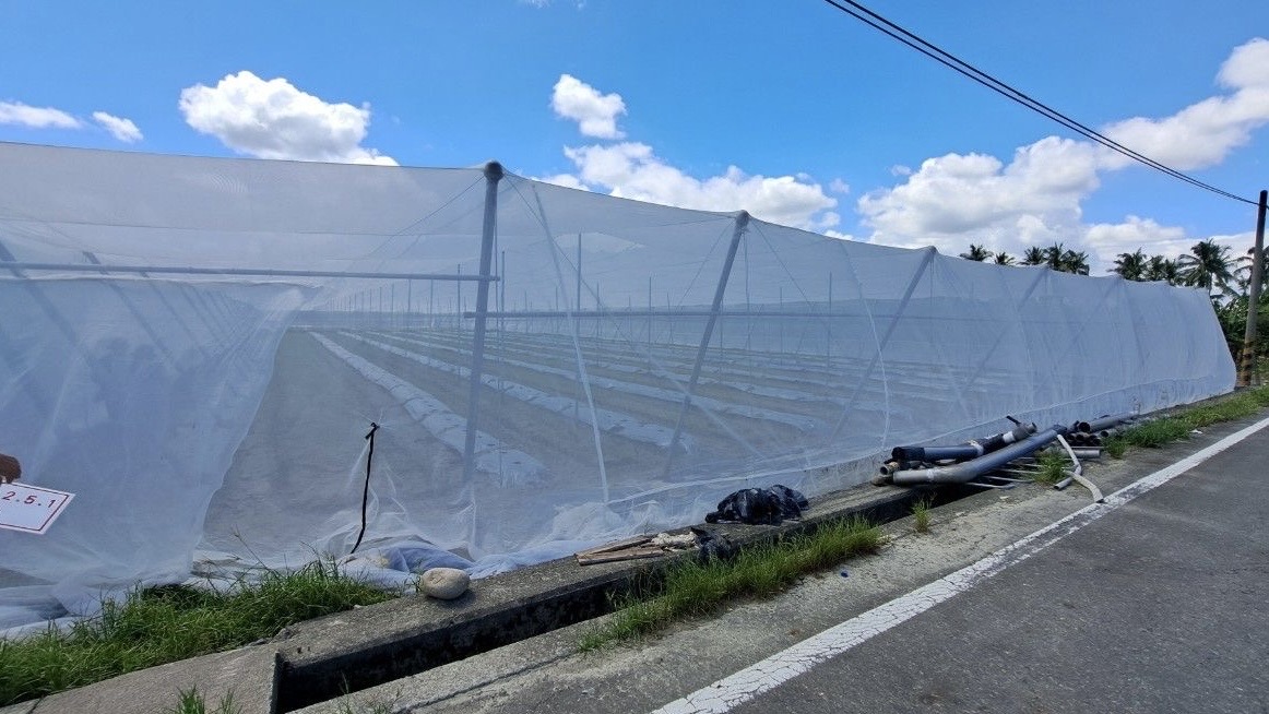 高市農業局請農民加強防颱並注意搶收安全