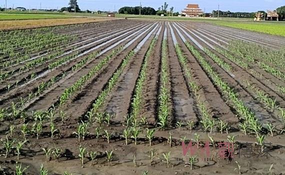 (有影片)/水林鄉兩期玉米種植連遭天災 農民請求政府專案補助