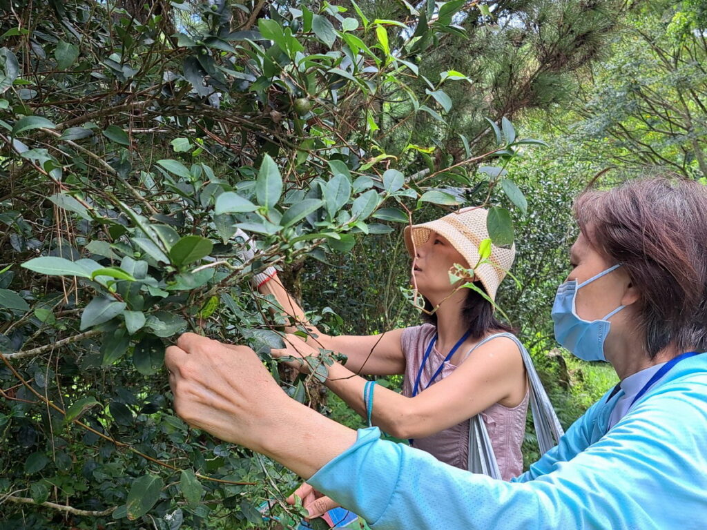 開平餐飲主廚盃活動帶國中教師實地走讀,甚至親自採茶籽體驗,認識多元食材。開平餐飲學校/提供