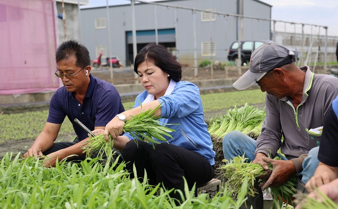 山陀兒颱風來襲 張麗善巡視葉菜類搶收情形