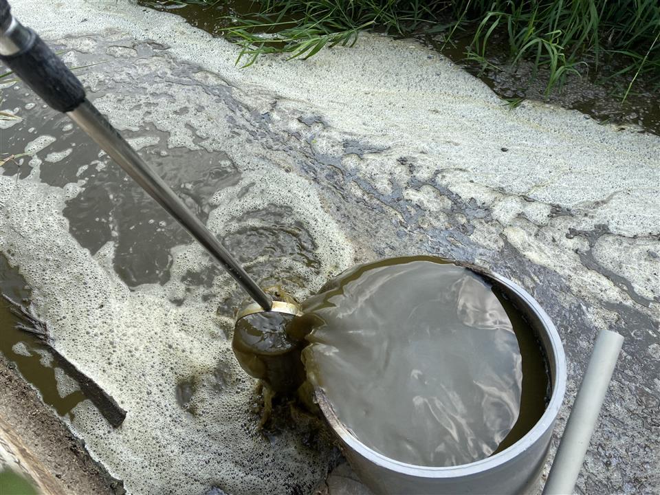 ▲正值欒樹花季，東螺溪部分河段散發養豬場廢水異味，彰化縣環保局展開專案稽查，有1家違反排放規定依法開罰。（記者張溎壕翻攝）